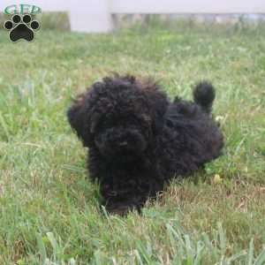 Lilly, Miniature Poodle Puppy